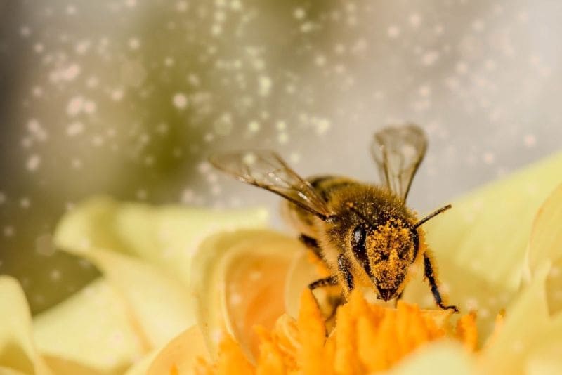 L’apithérapie : les soins prodigués par les abeilles