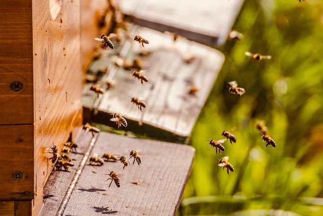 Apiculture : l'organisation des abeilles dans la ruche - Truffaut