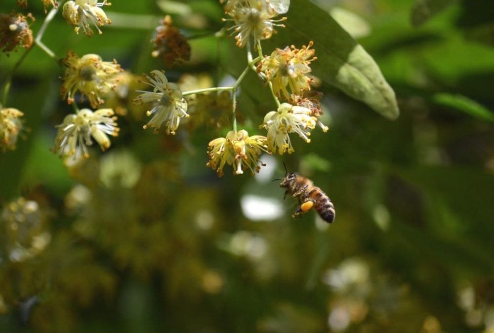 Miel monofloral : de grands crus à découvrir !