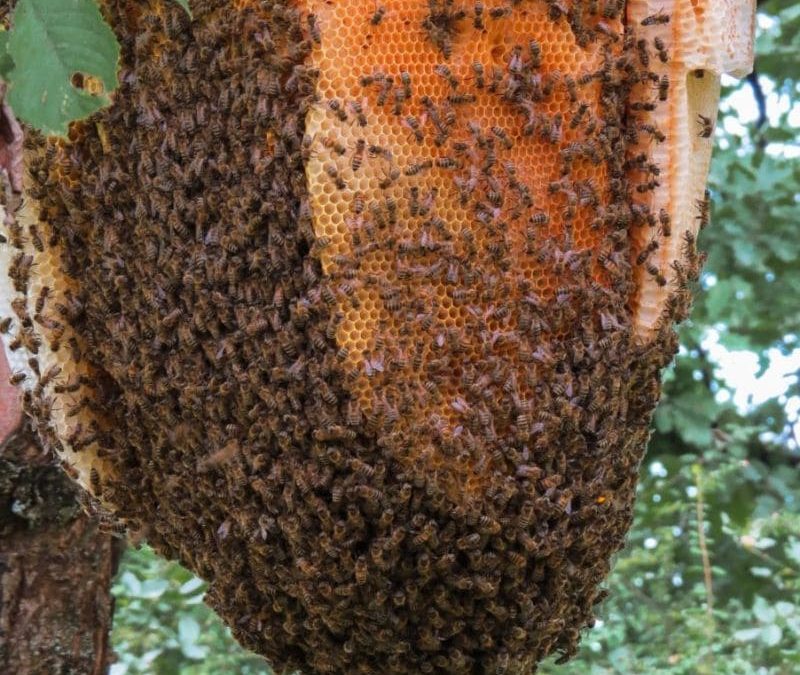 Le rôle des abeilles dans la nature
