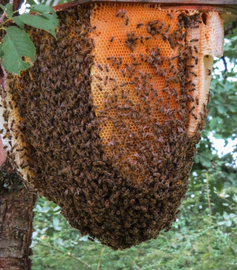 L'abeille est un insecte qui vit en société organisée