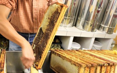 Toutes les étapes de la fabrication du miel